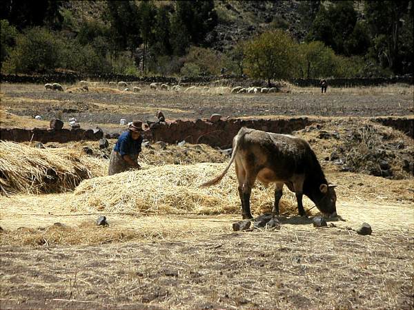 peru-0542